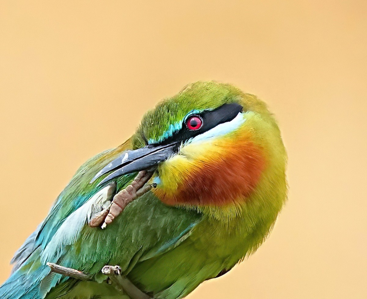 Blue-tailed Bee-eater - ML619839597