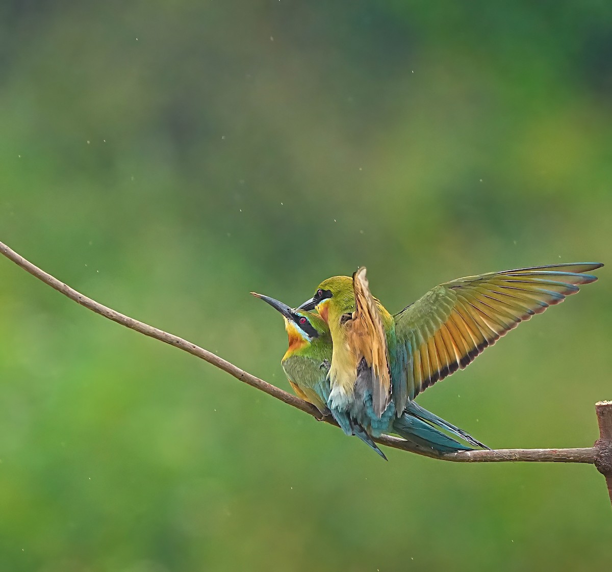 Blue-tailed Bee-eater - ML619839598