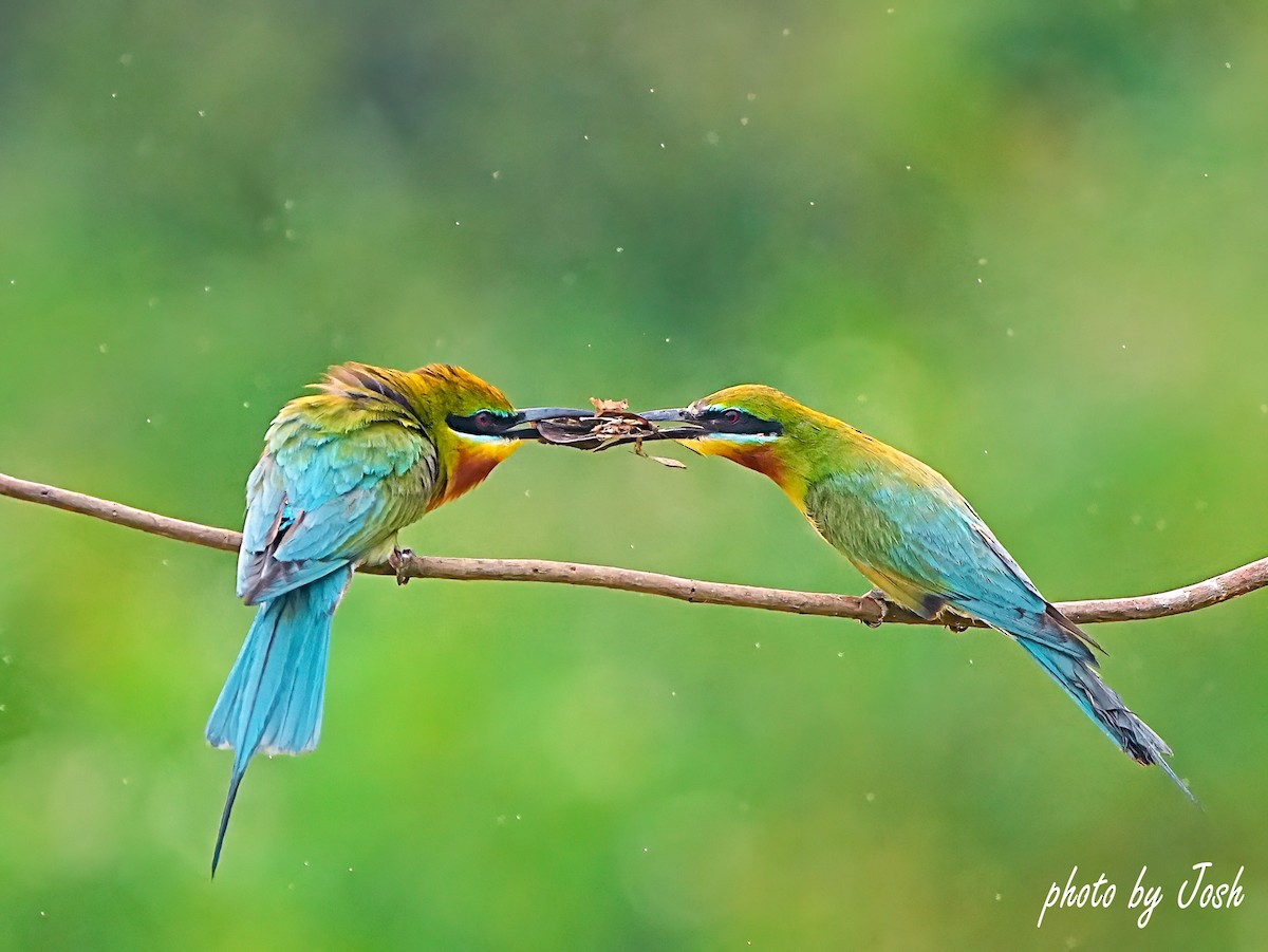 Blue-tailed Bee-eater - ML619839599