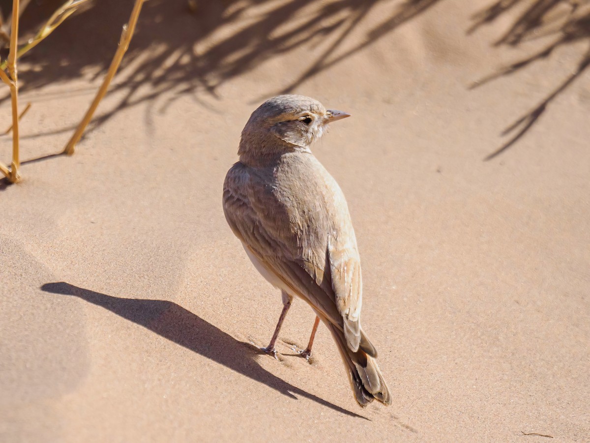 Bar-tailed Lark - ML619839608