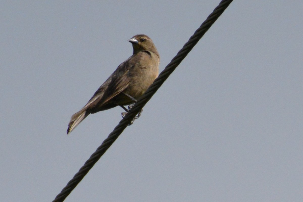 Shiny Cowbird - ML619839609