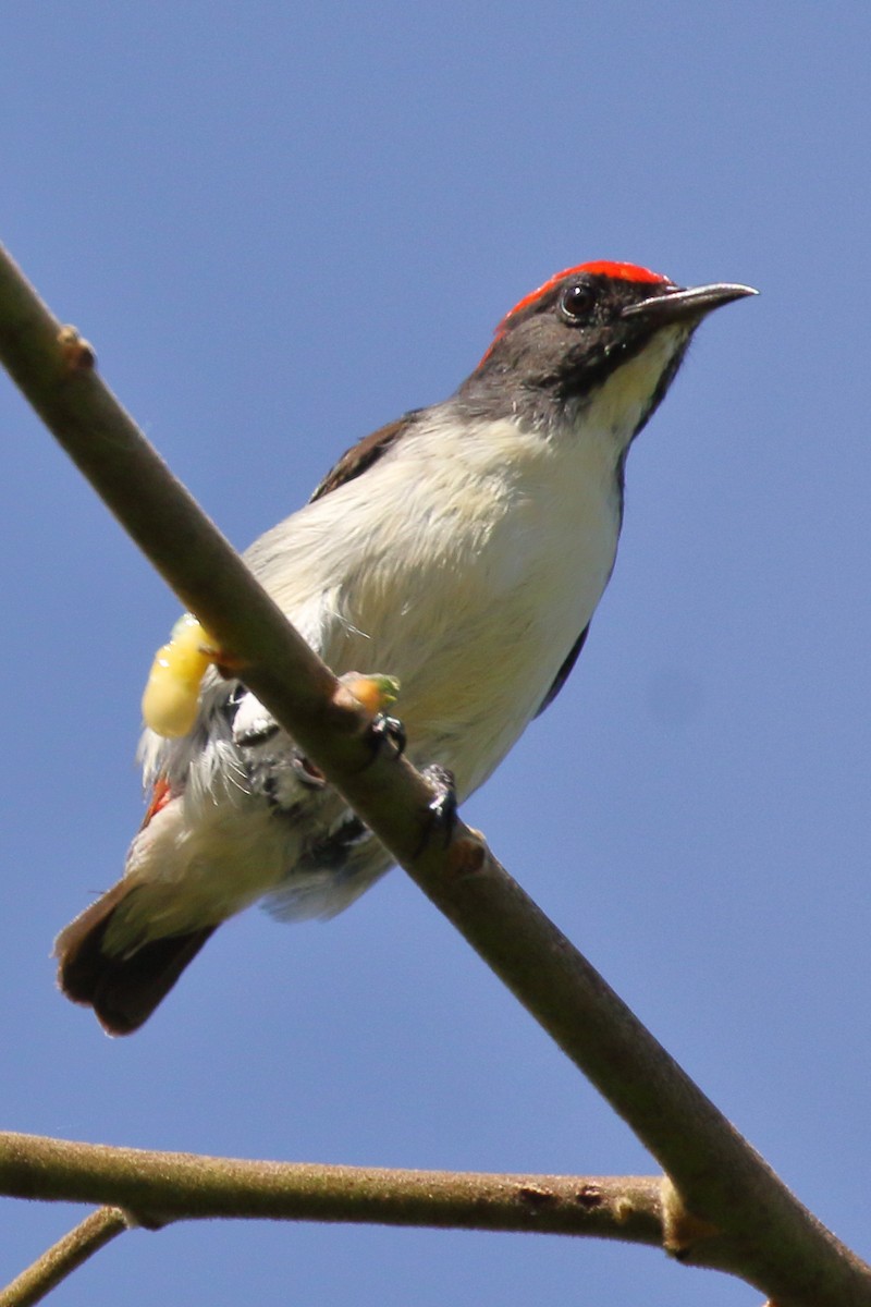 Scarlet-backed Flowerpecker - ML619839611