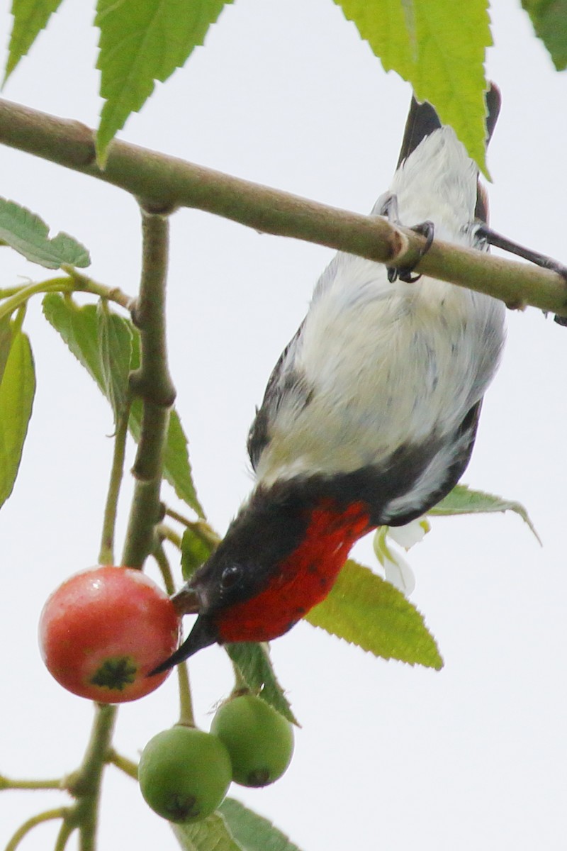 Scarlet-backed Flowerpecker - ML619839613