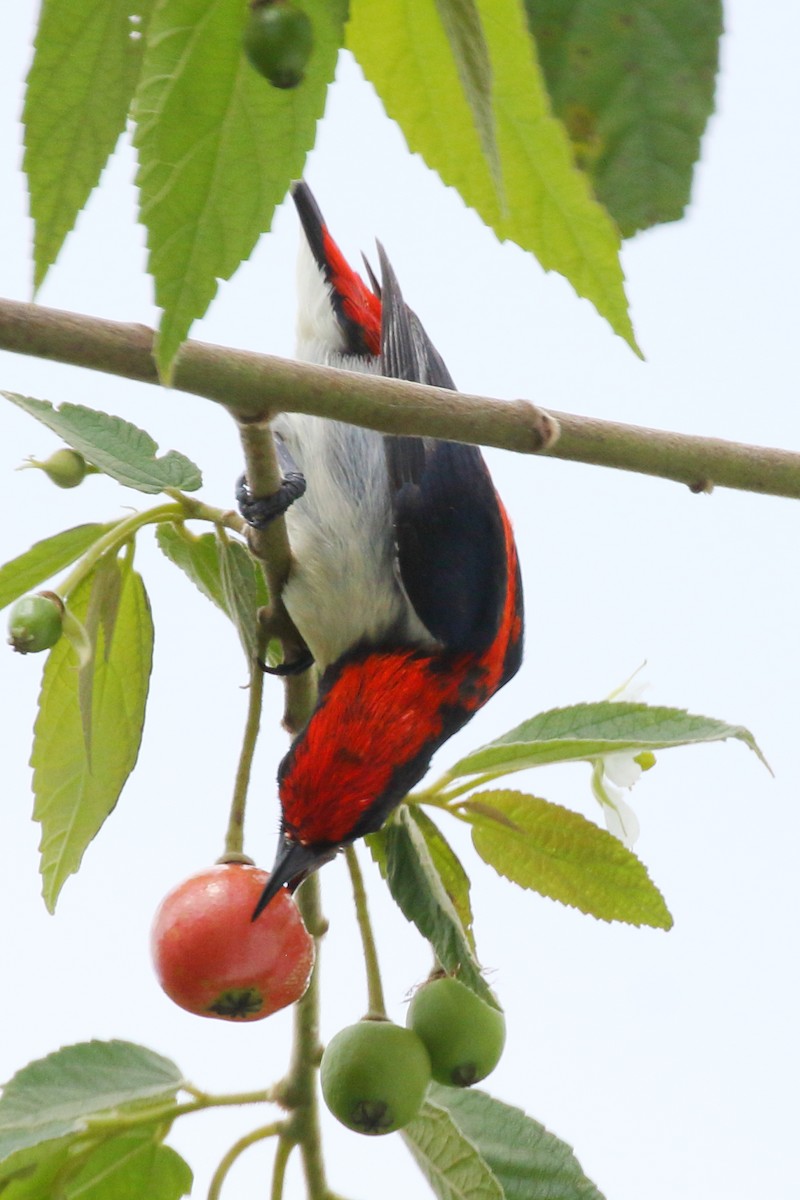 Scarlet-backed Flowerpecker - ML619839614