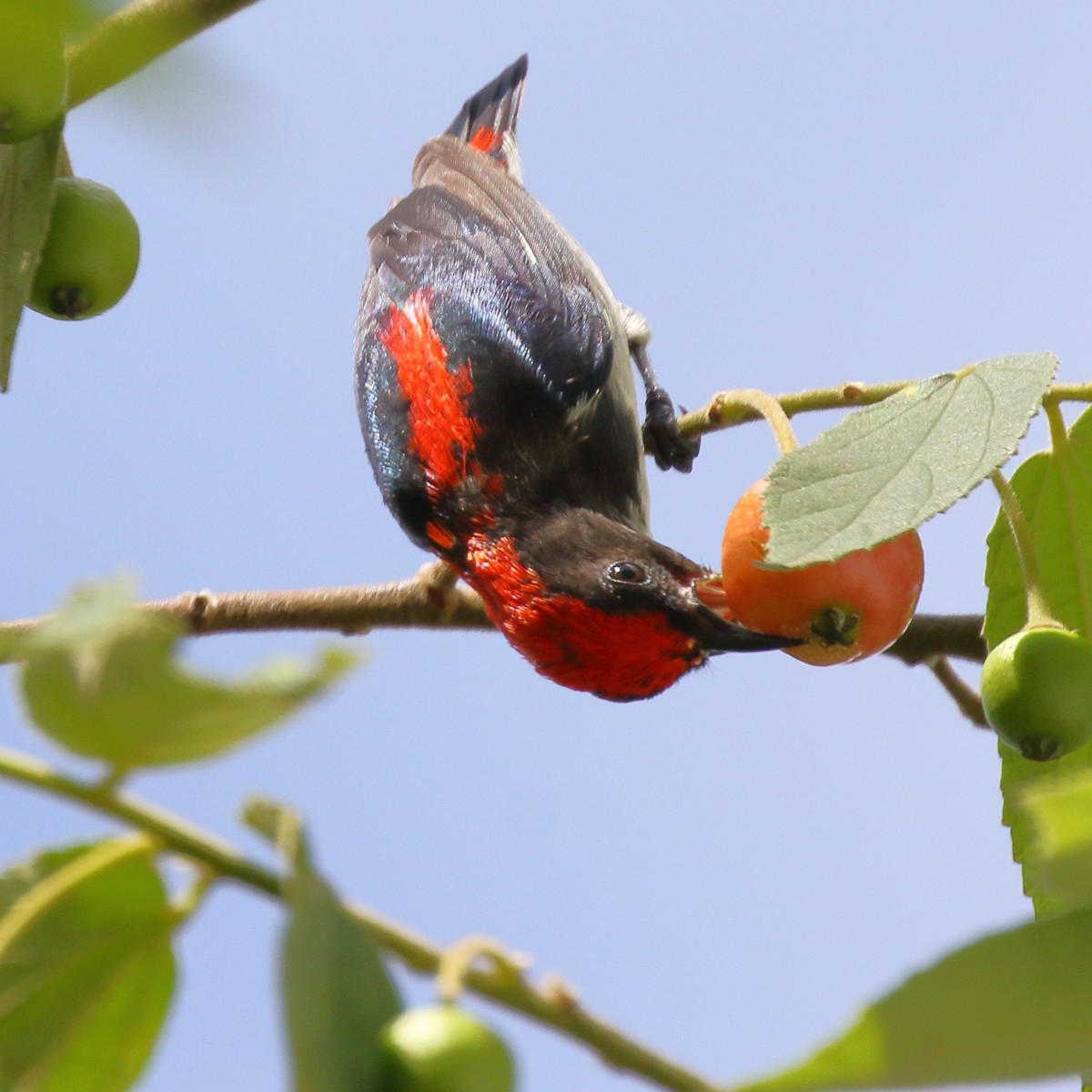Scarlet-backed Flowerpecker - ML619839615