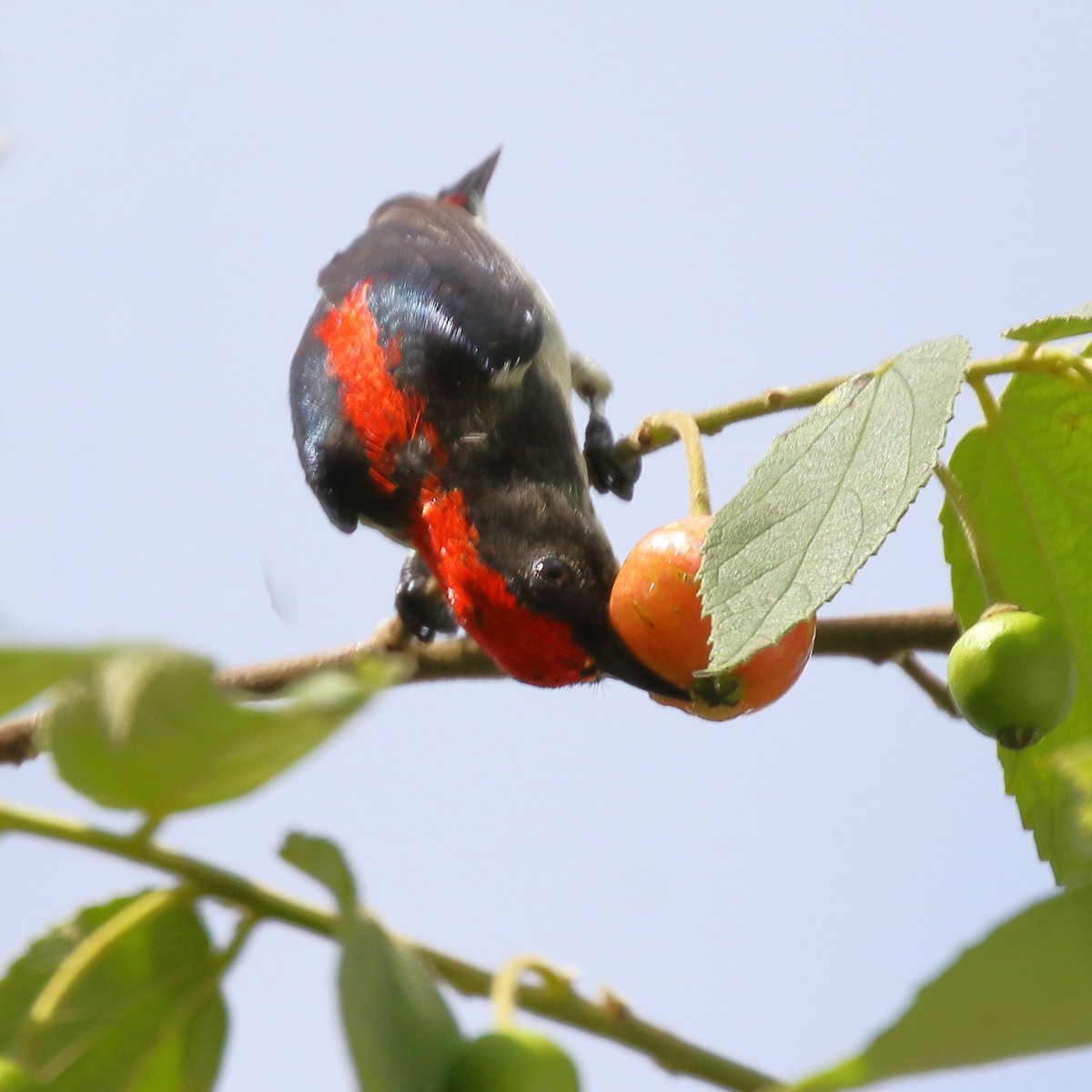 Scarlet-backed Flowerpecker - ML619839616