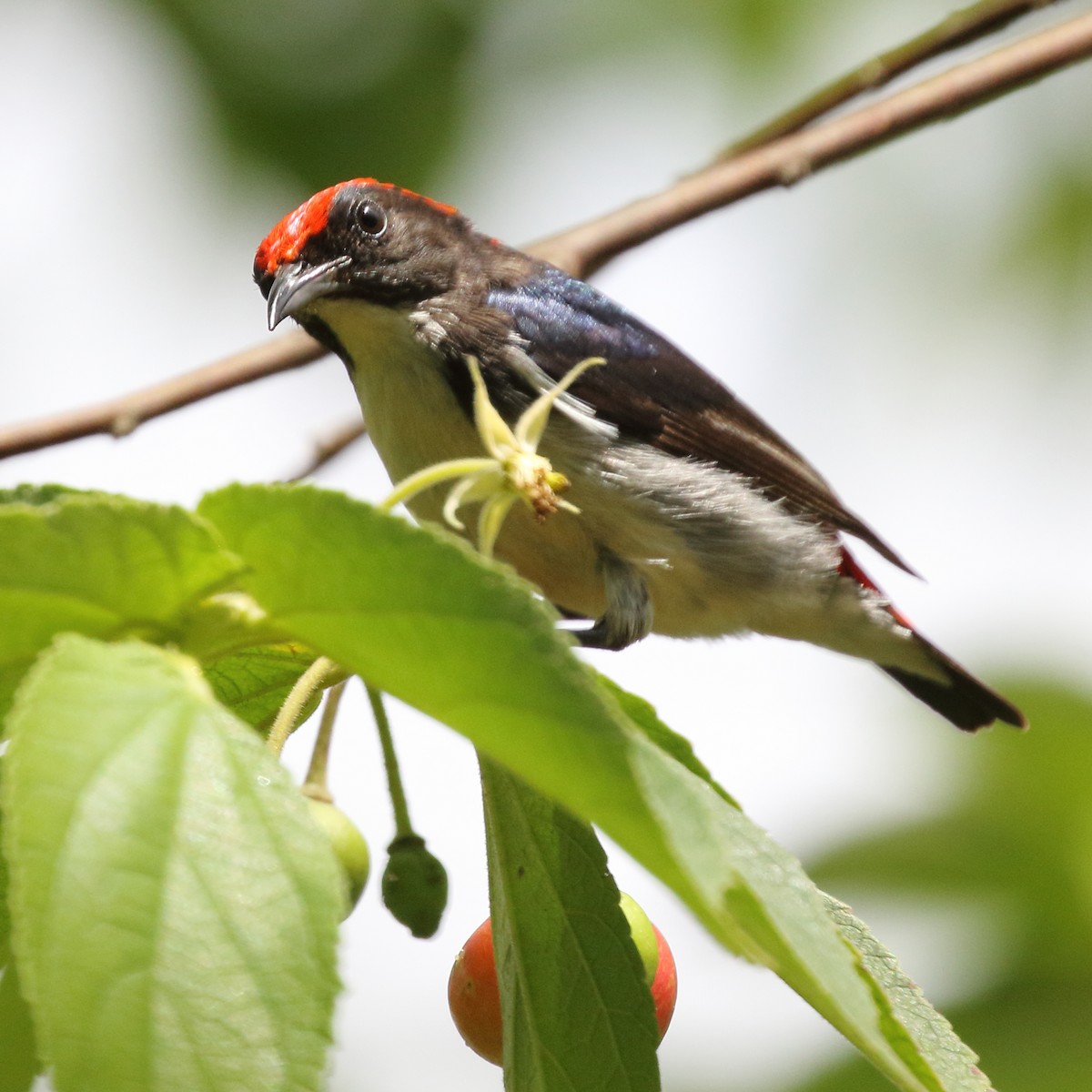 Scarlet-backed Flowerpecker - ML619839617