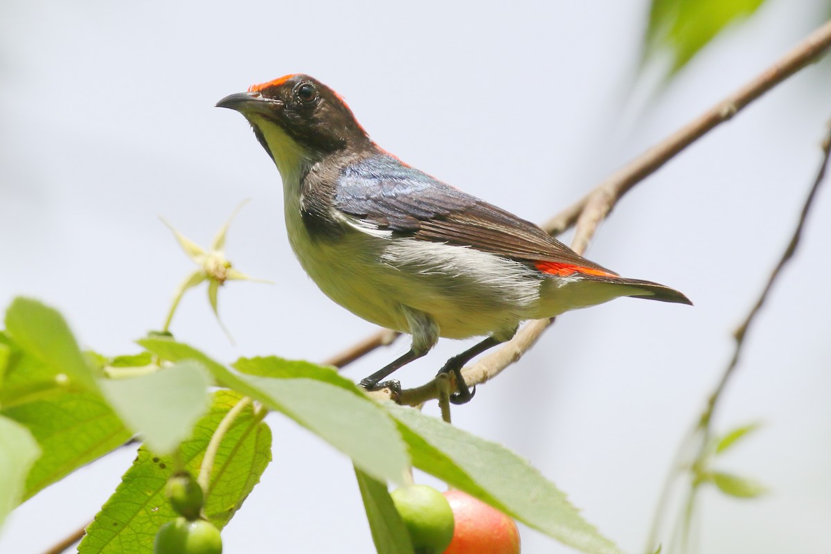 Scarlet-backed Flowerpecker - ML619839618