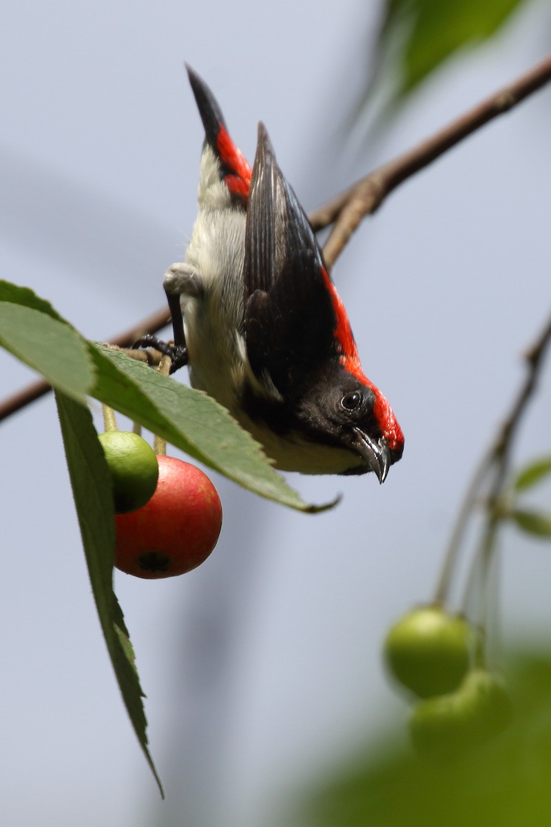 Scarlet-backed Flowerpecker - ML619839619