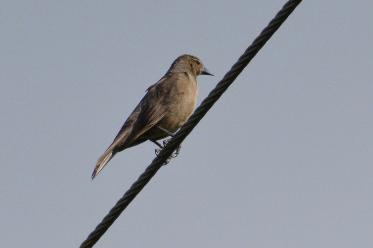 Shiny Cowbird - ML619839626