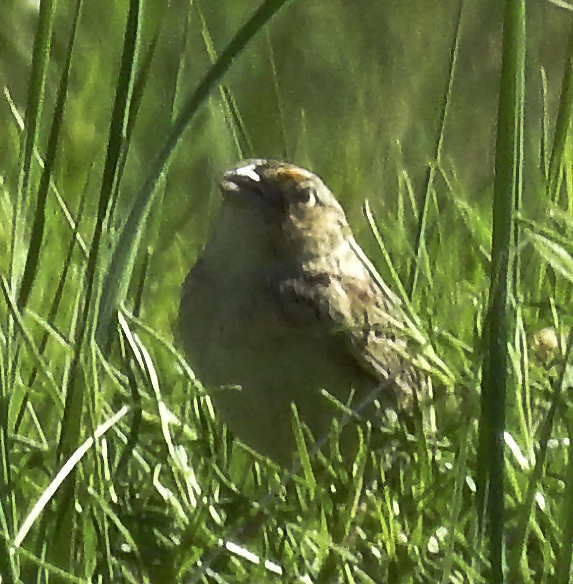 Grasshopper Sparrow - ML619839648