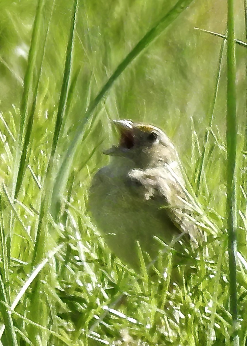 Grasshopper Sparrow - ML619839653