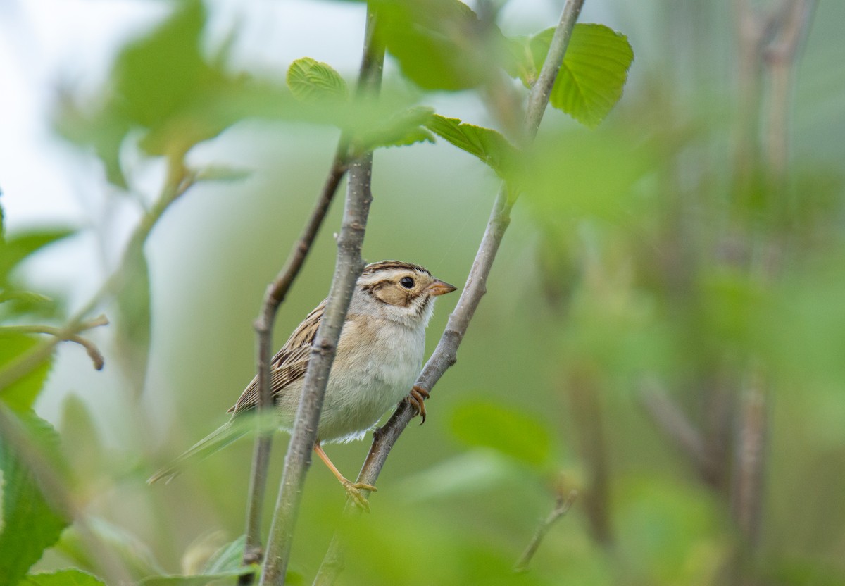 Clay-colored Sparrow - ML619839656