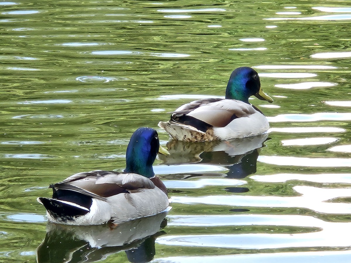 Canard colvert - ML619839658