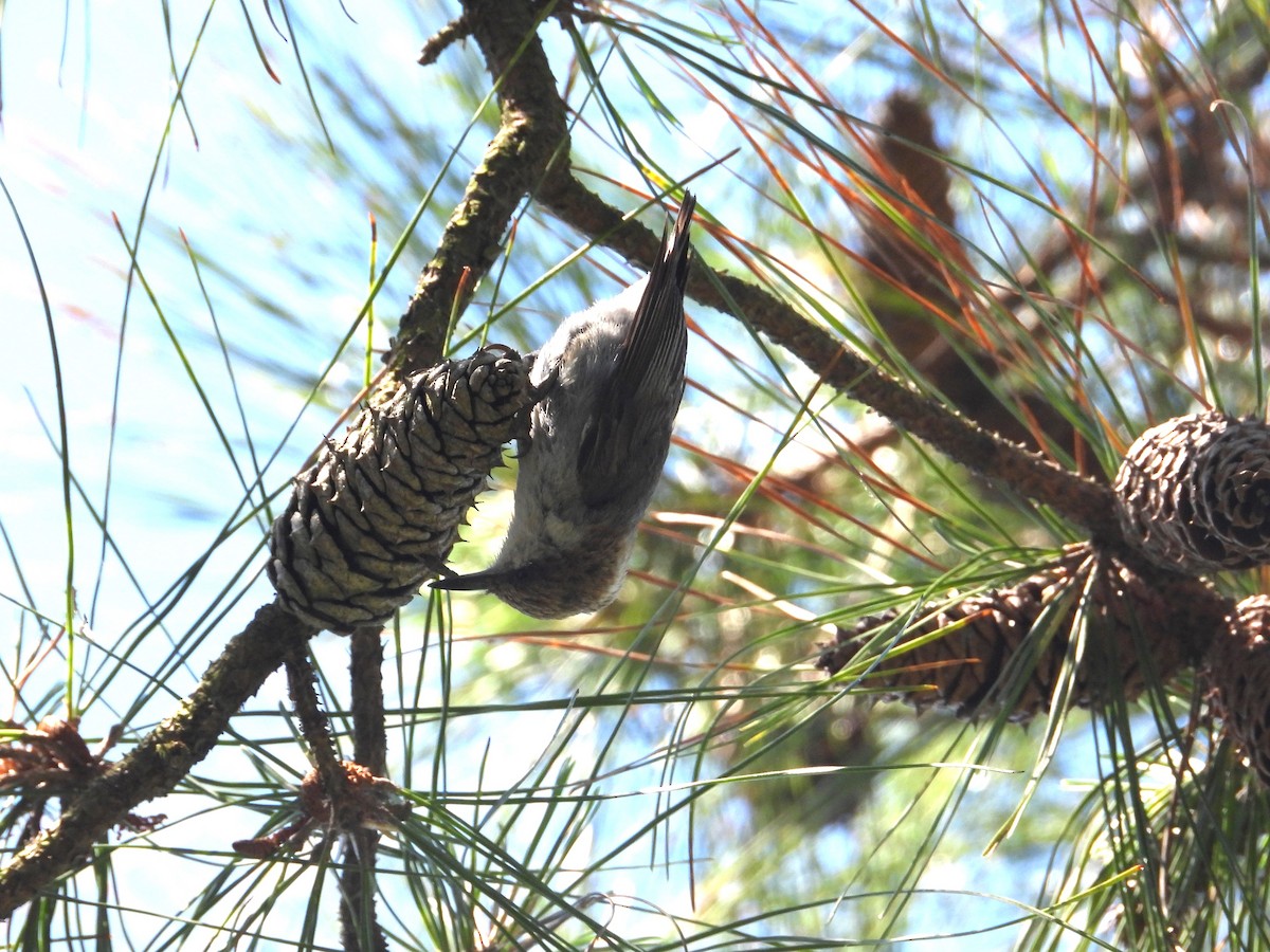 Brown-headed Nuthatch - Valerie  Swan