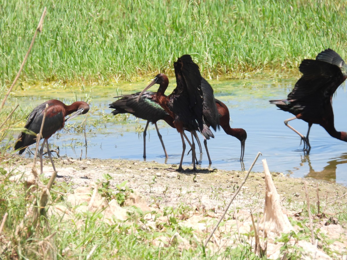 ibis hnědý - ML619839668