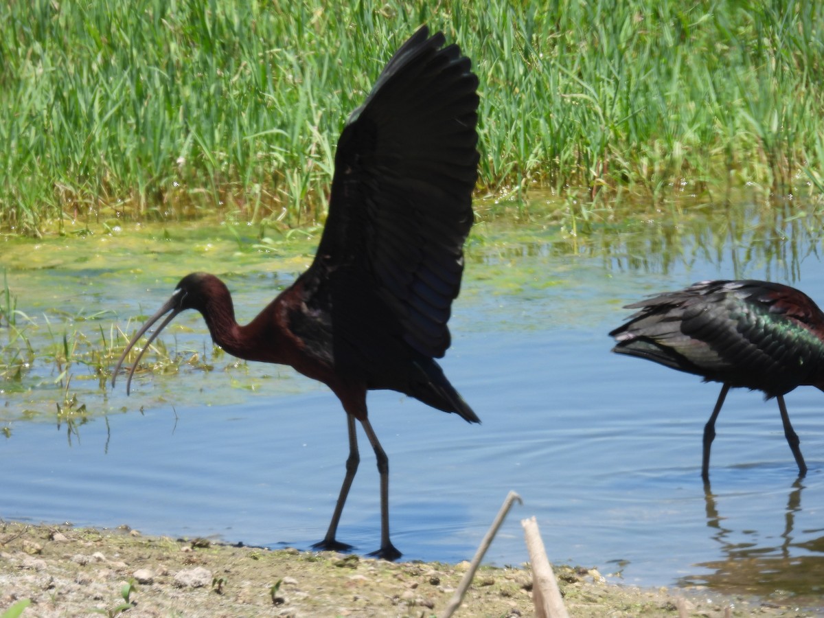 ibis hnědý - ML619839670