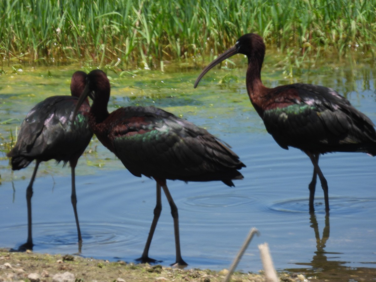 ibis hnědý - ML619839671