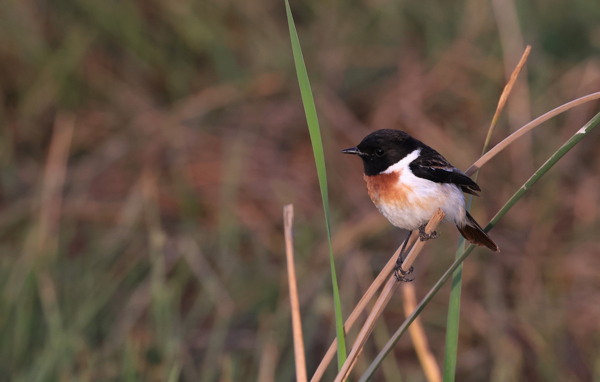African Stonechat - ML619839675