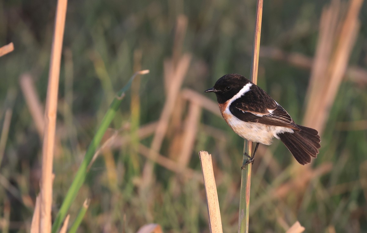 African Stonechat - ML619839676