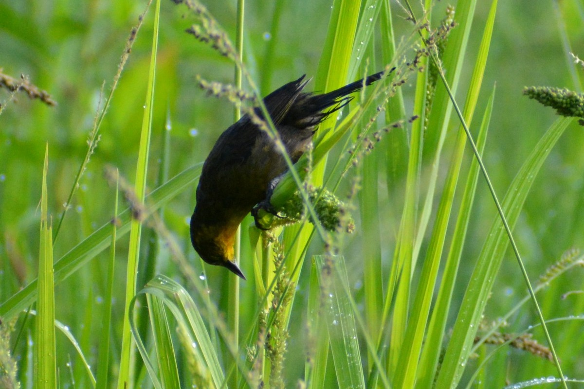 Yellow-hooded Blackbird - ML619839688