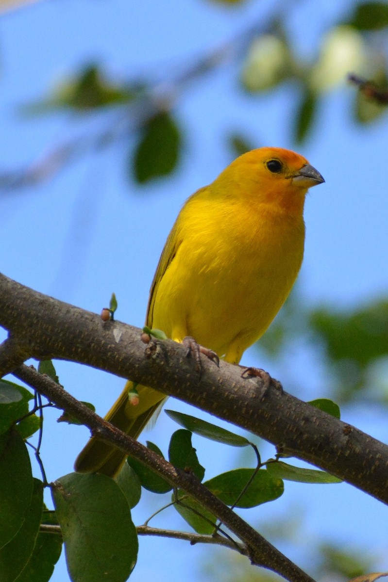 Saffron Finch - ML619839696