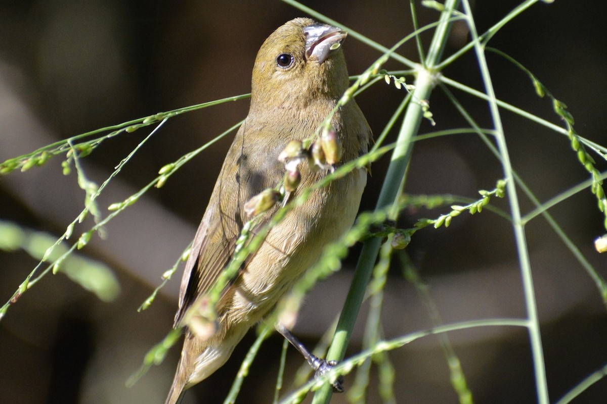 Yellow-bellied Seedeater - ML619839701