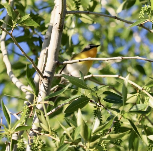 Yellow-breasted Chat - ML619839708