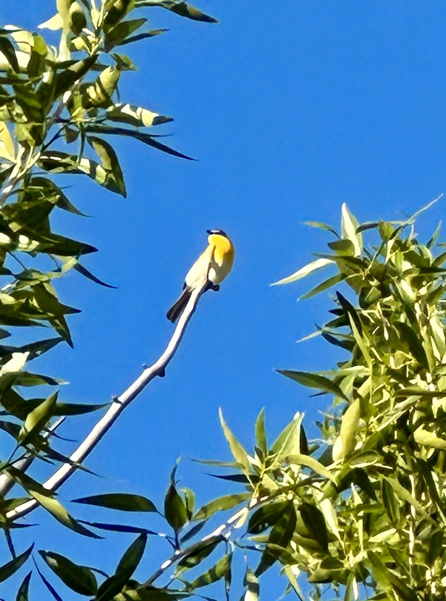 Yellow-breasted Chat - ML619839709