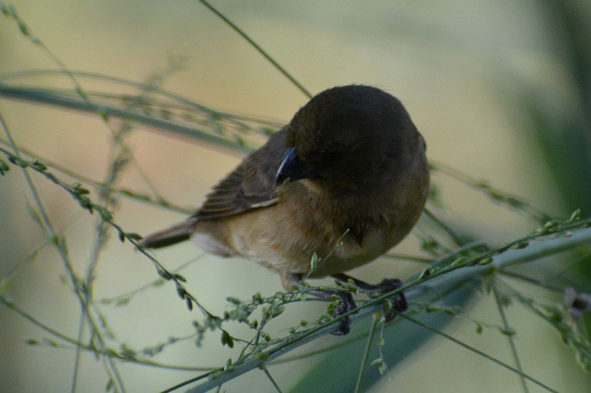 Yellow-bellied Seedeater - ML619839710