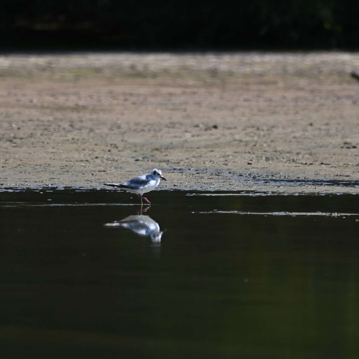 Mouette de Bonaparte - ML619839714