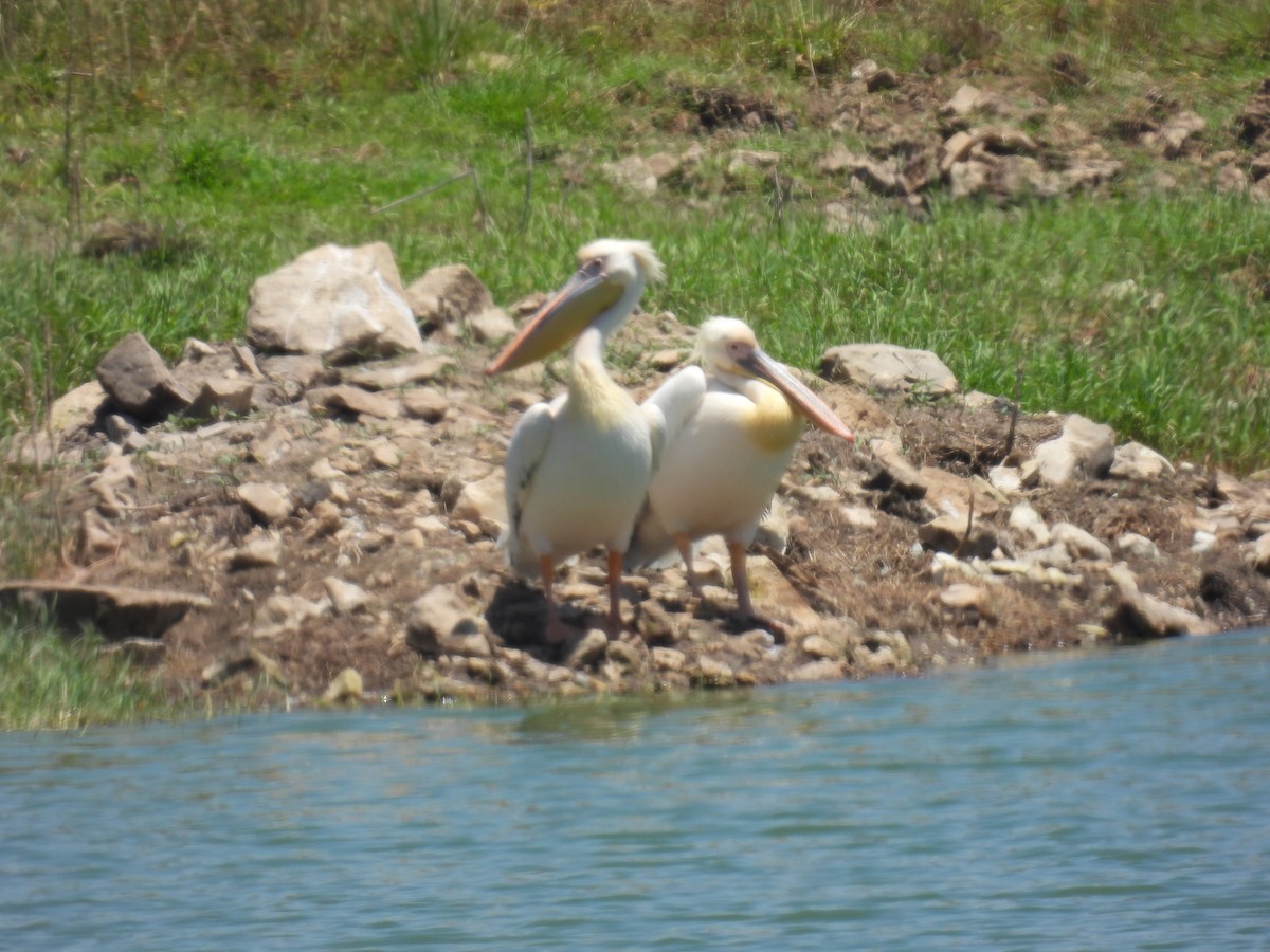 pelikán bílý - ML619839726