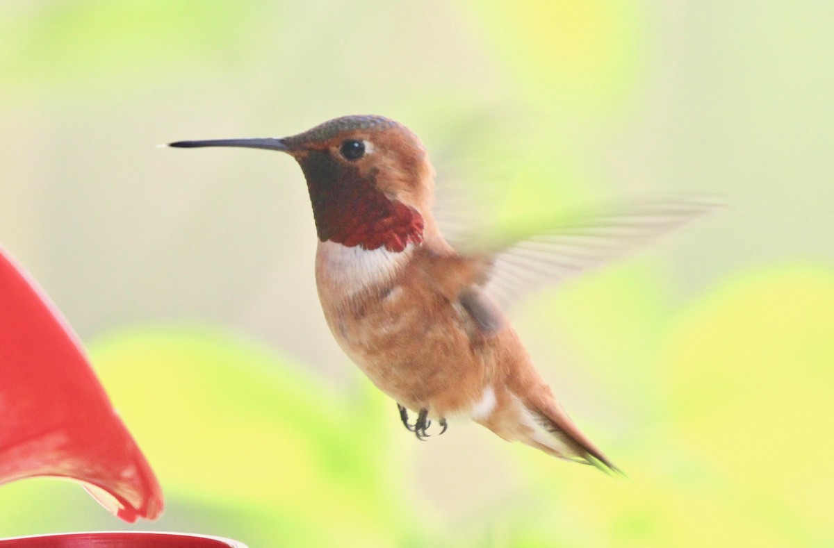 Rufous Hummingbird - ML619839730