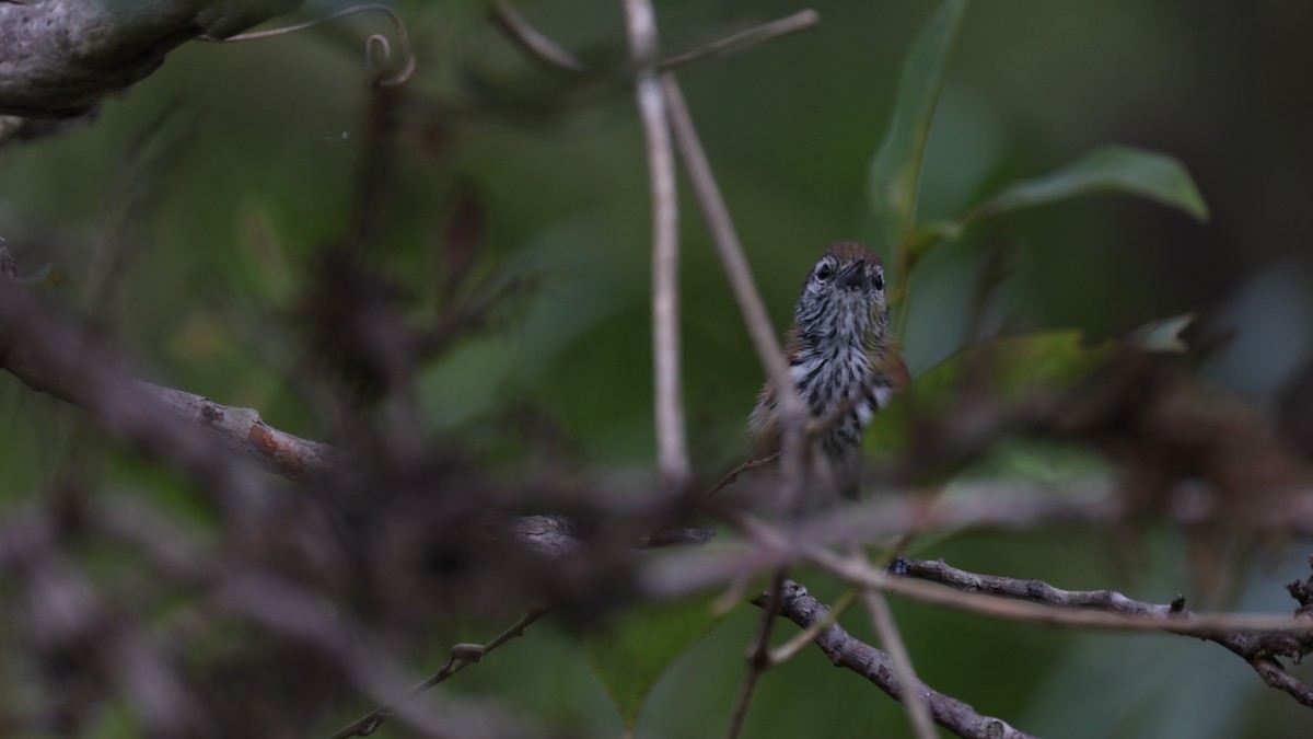 Rusty-backed Antwren - ML619839733