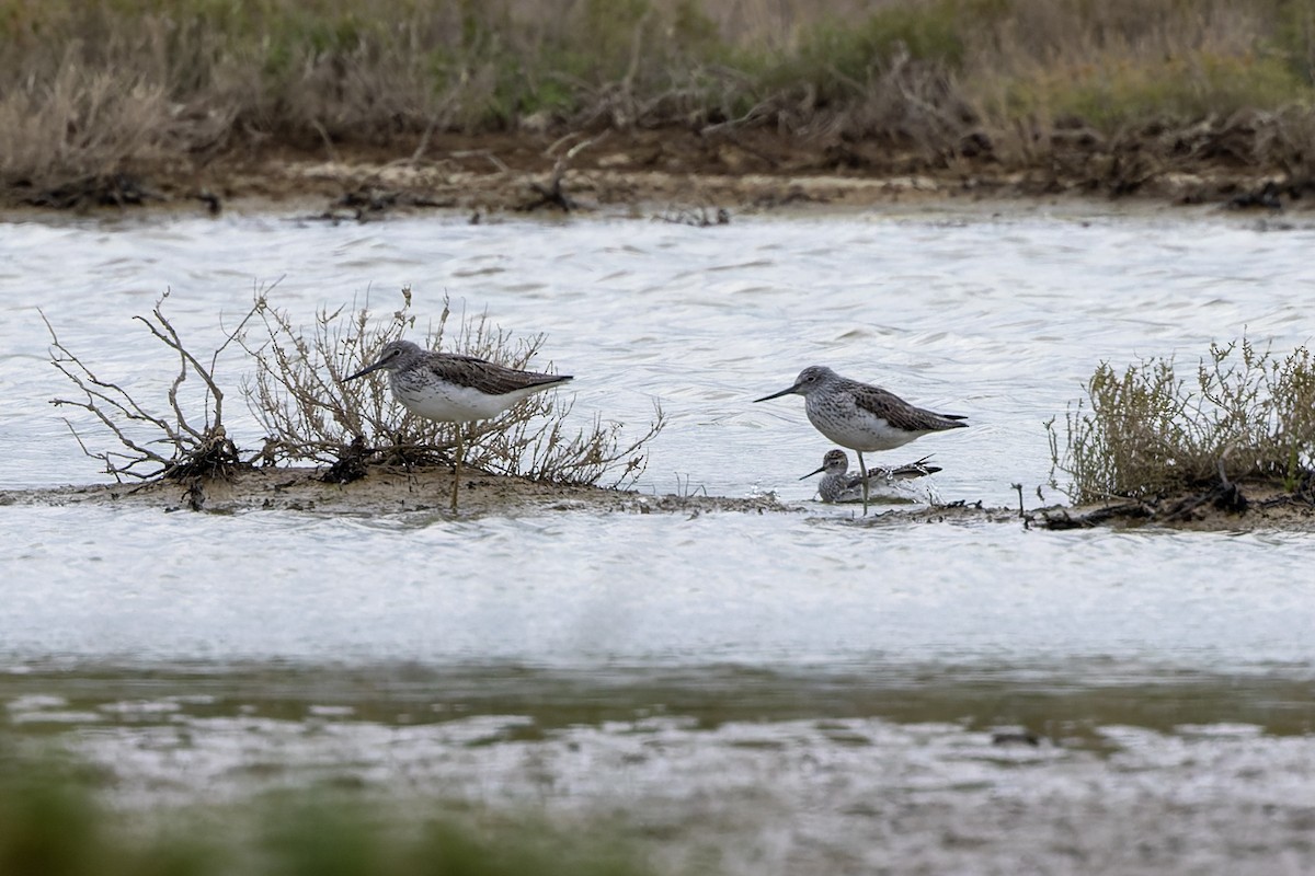 Teichwasserläufer - ML619839741