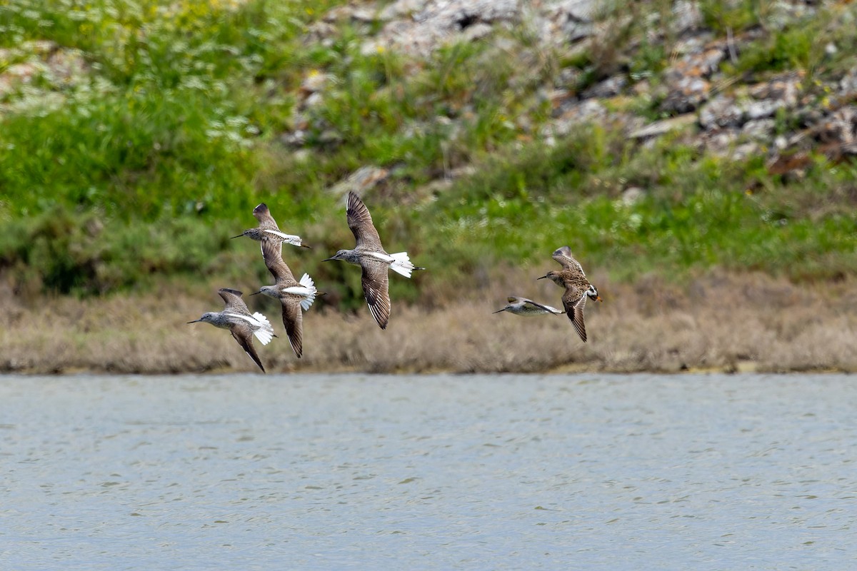 Marsh Sandpiper - ML619839743