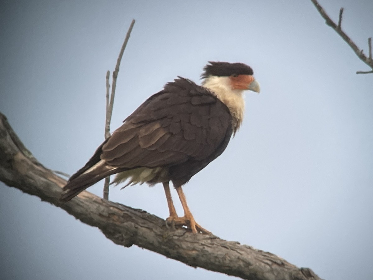 Crested Caracara - Aaron Stutz