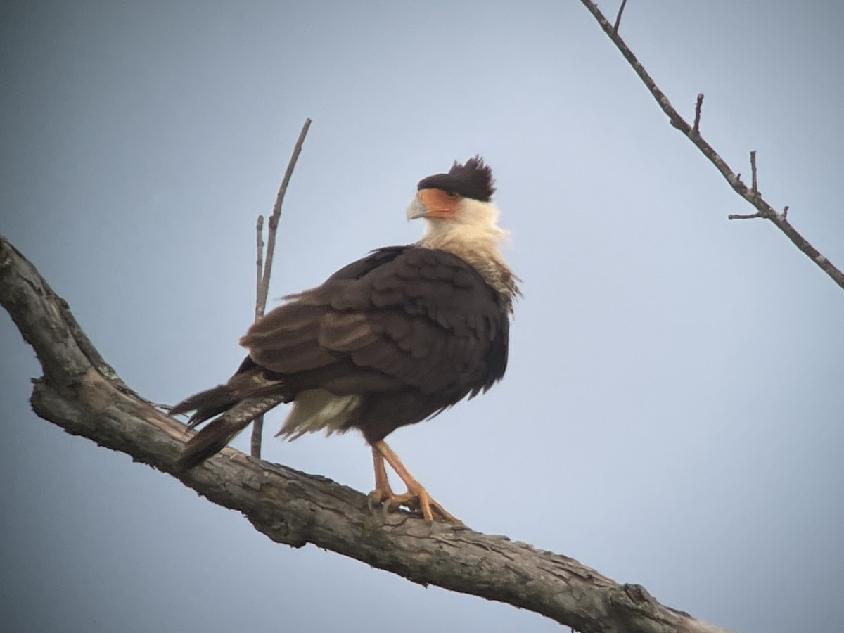 Crested Caracara - ML619839755