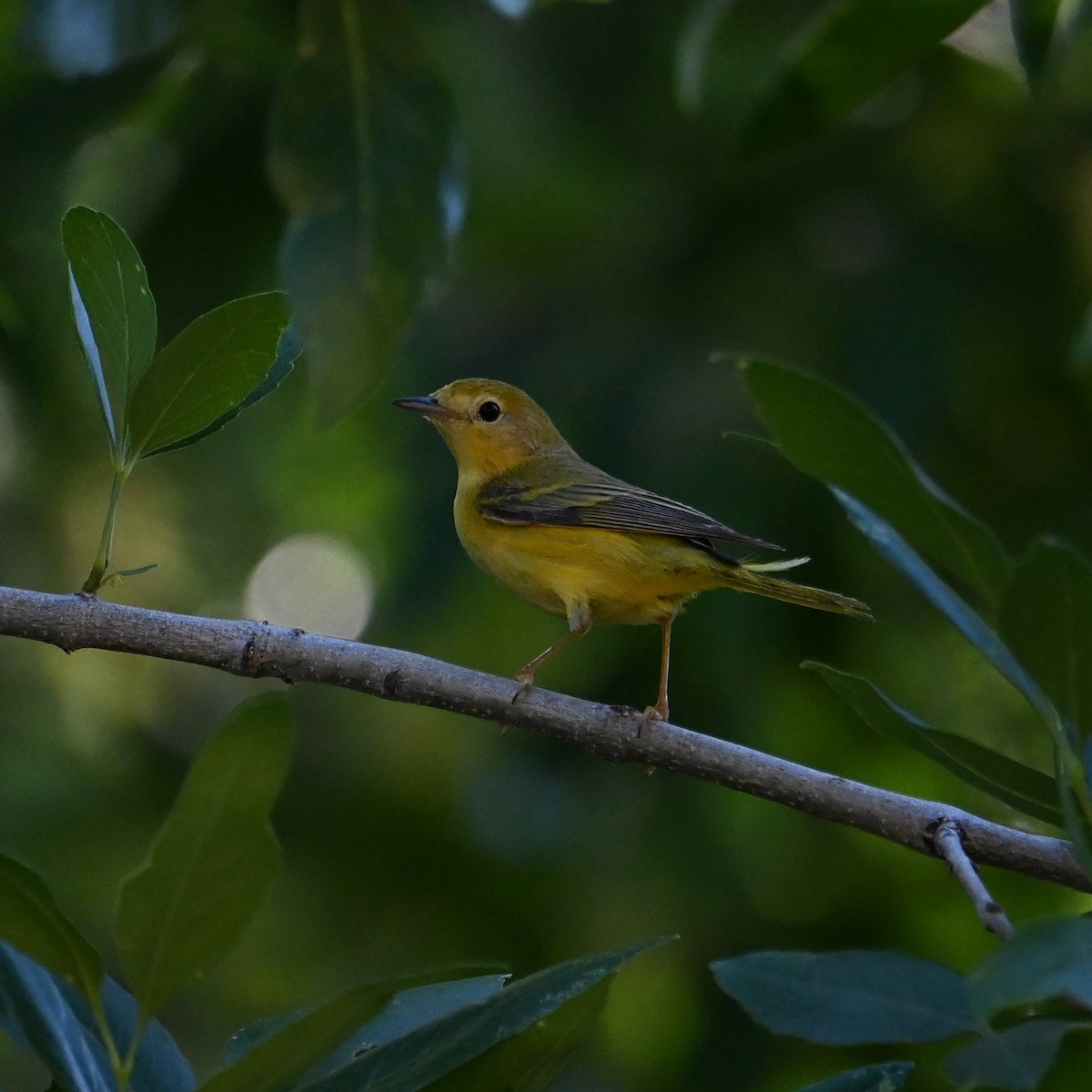 Yellow Warbler (Northern) - ML619839757