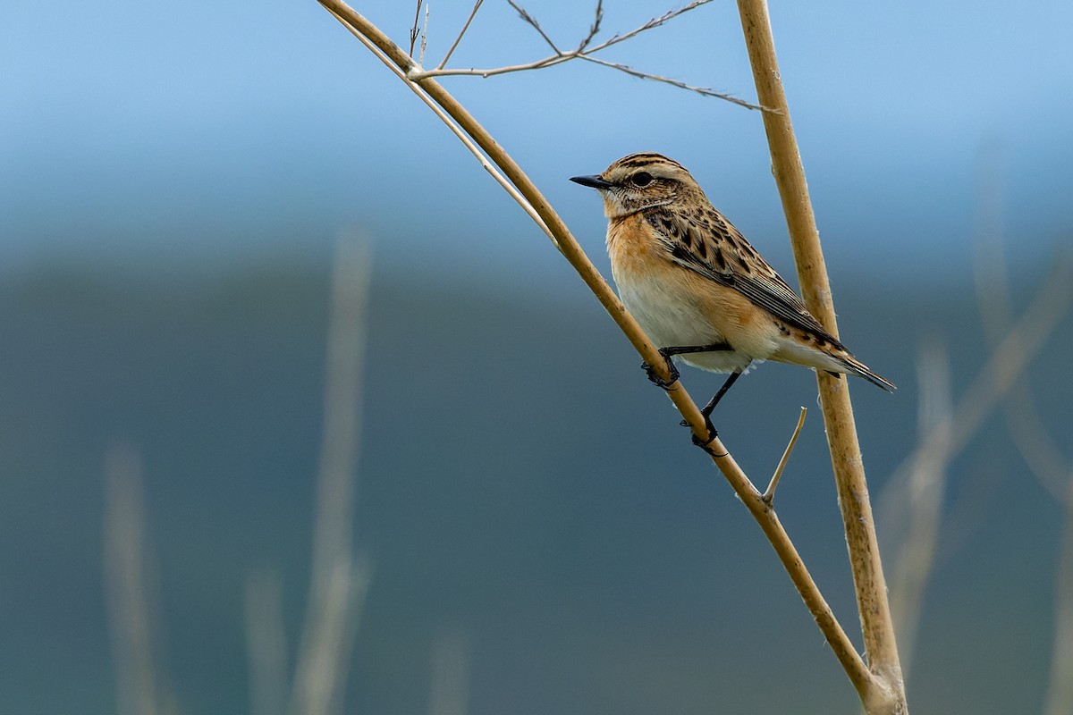 Whinchat - ML619839769