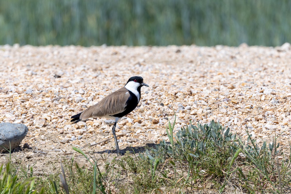 Spur-winged Lapwing - ML619839812
