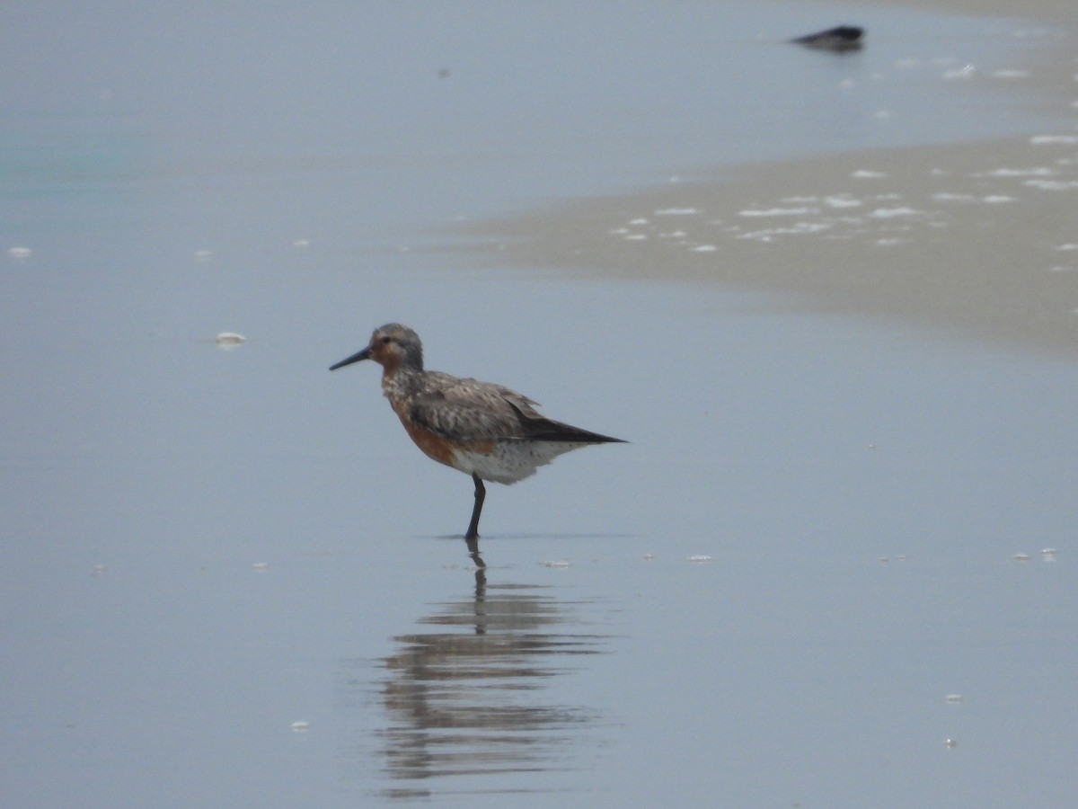 Red Knot - ML619839821