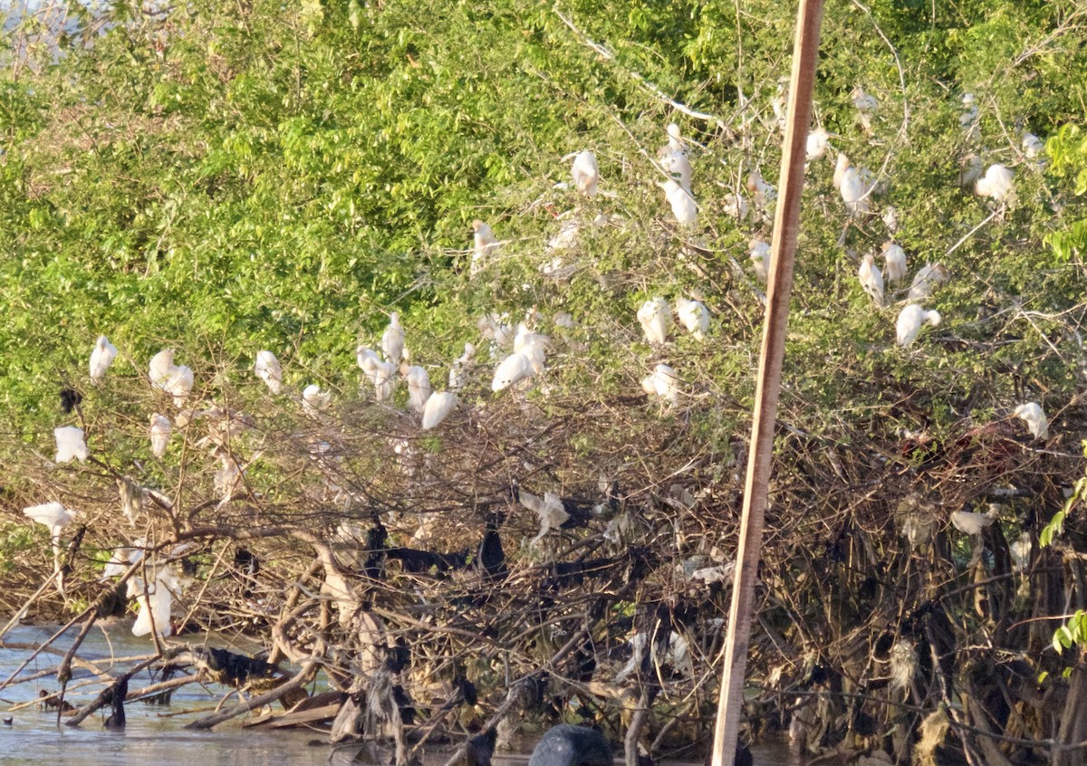 Western Cattle Egret - ML619839824