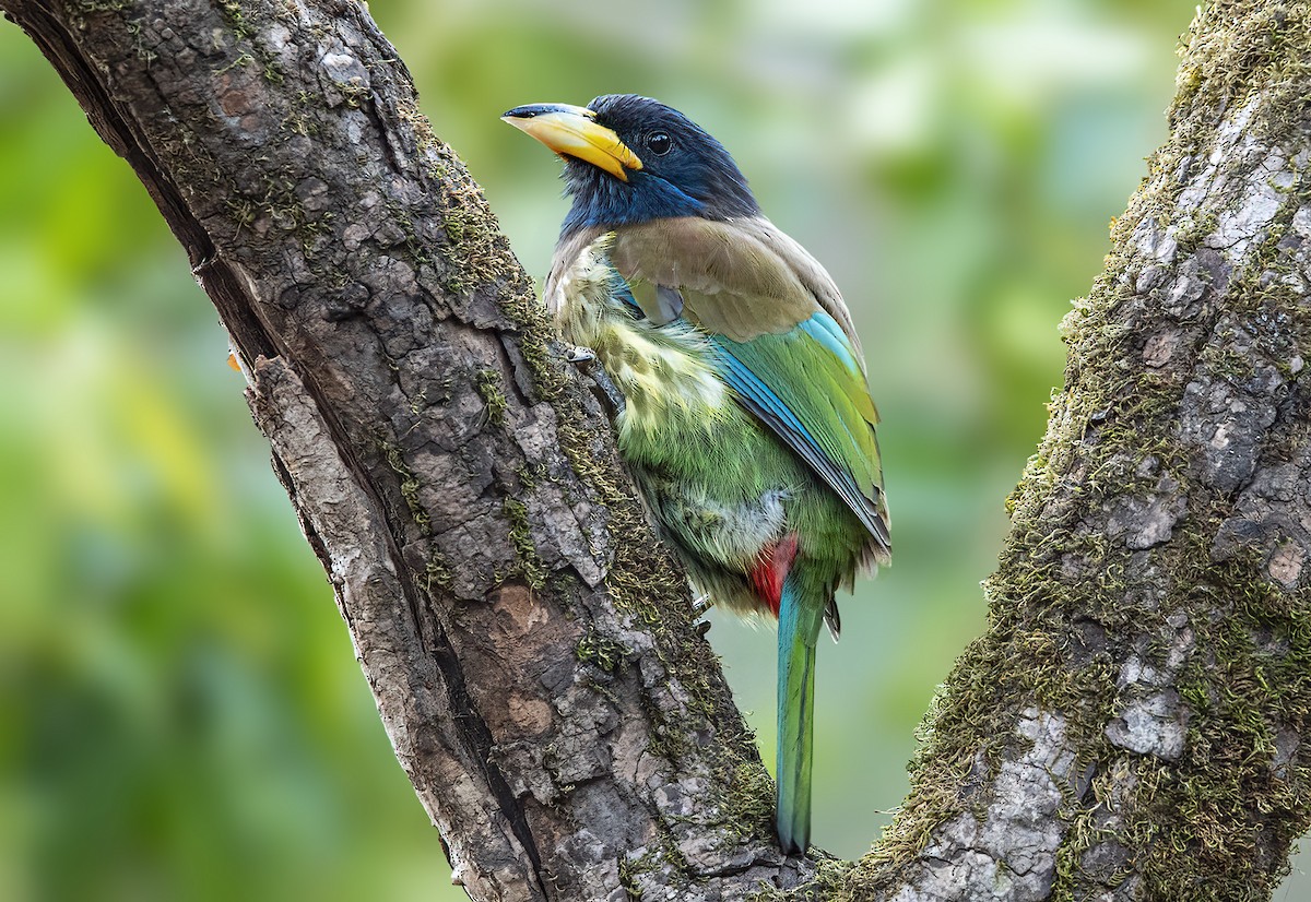 barbet velký - ML619839825