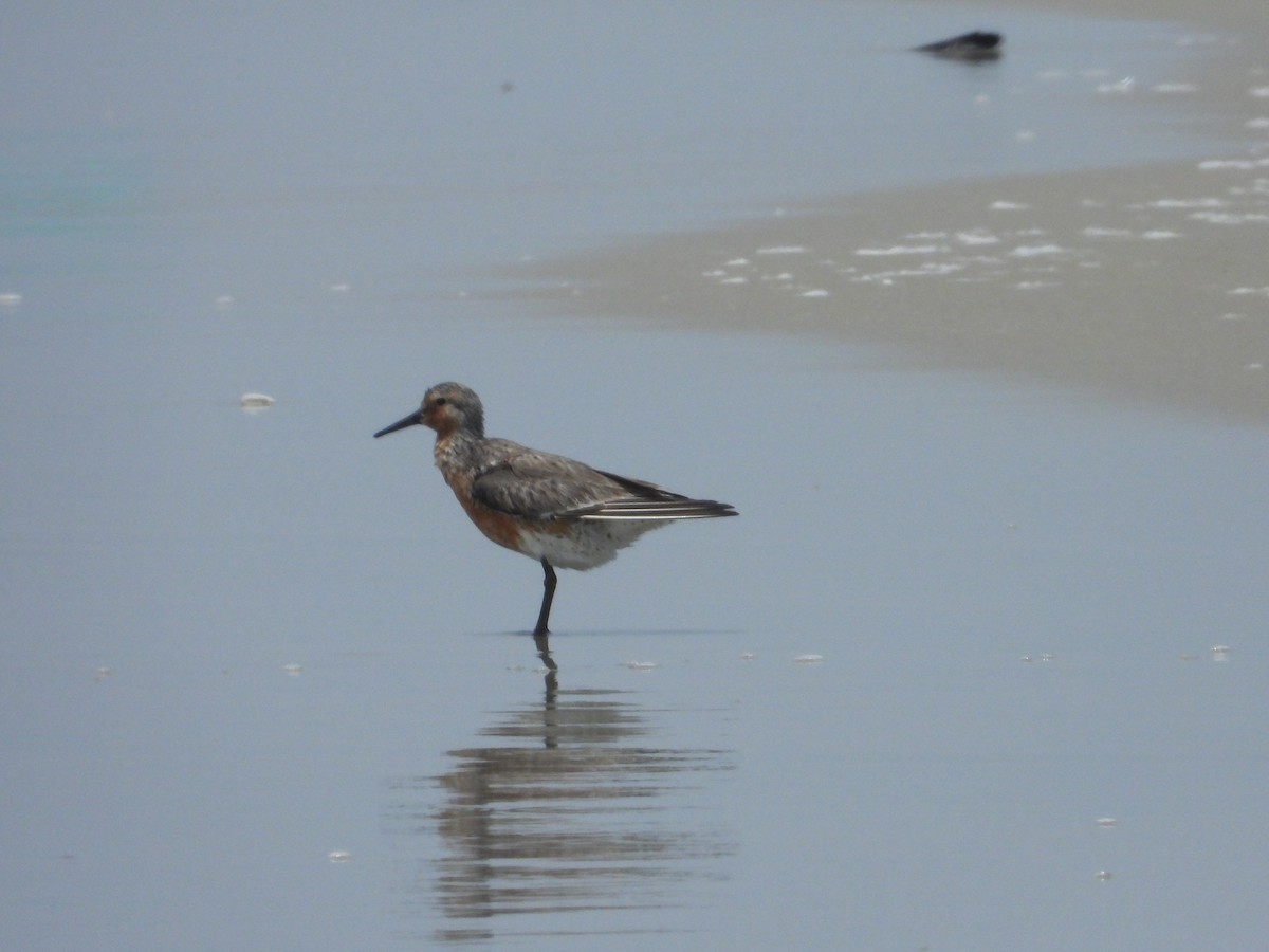 Red Knot - ML619839830
