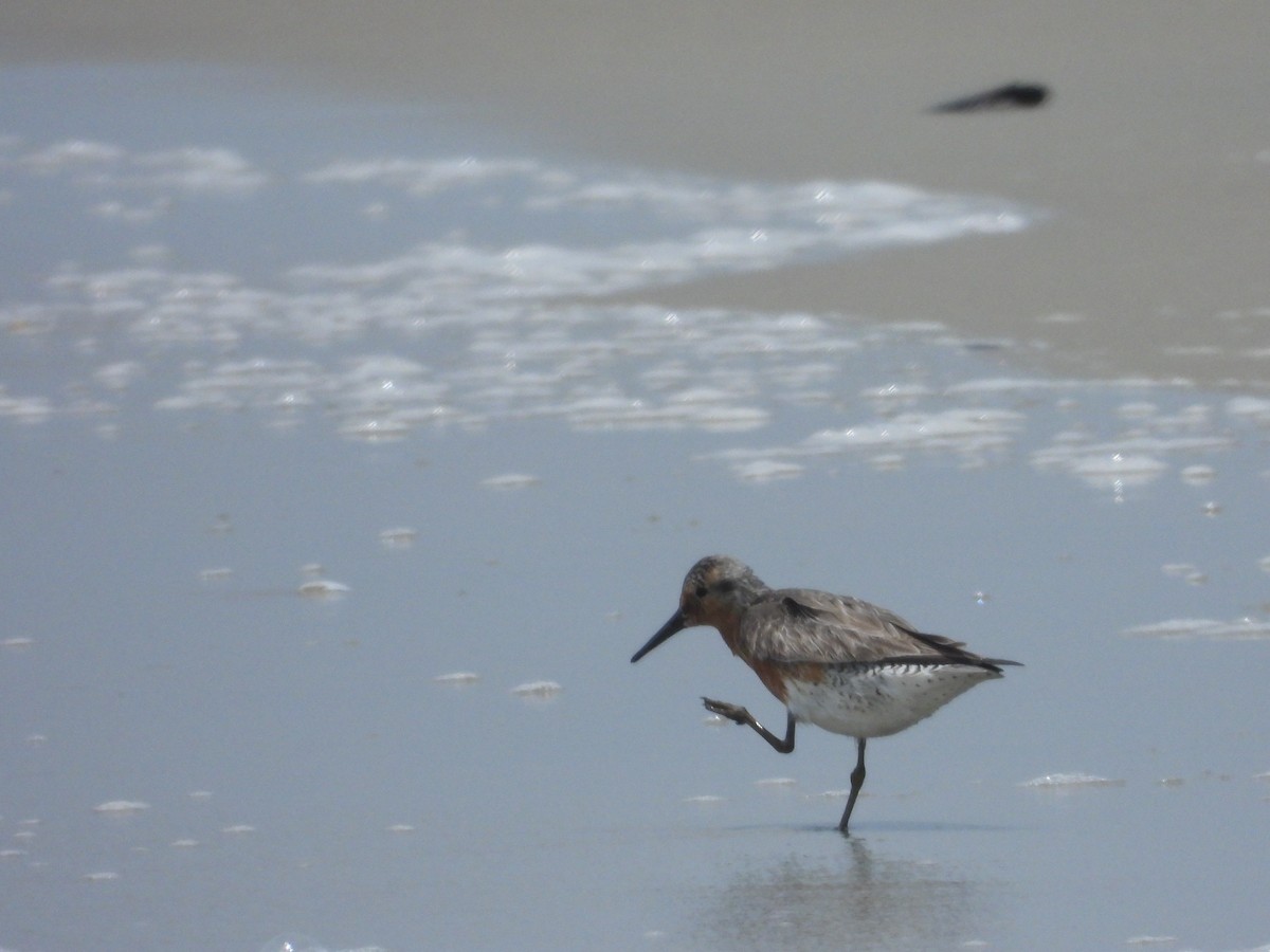 Red Knot - ML619839831