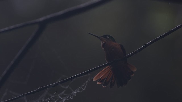 kolibřík brazilský - ML619839836