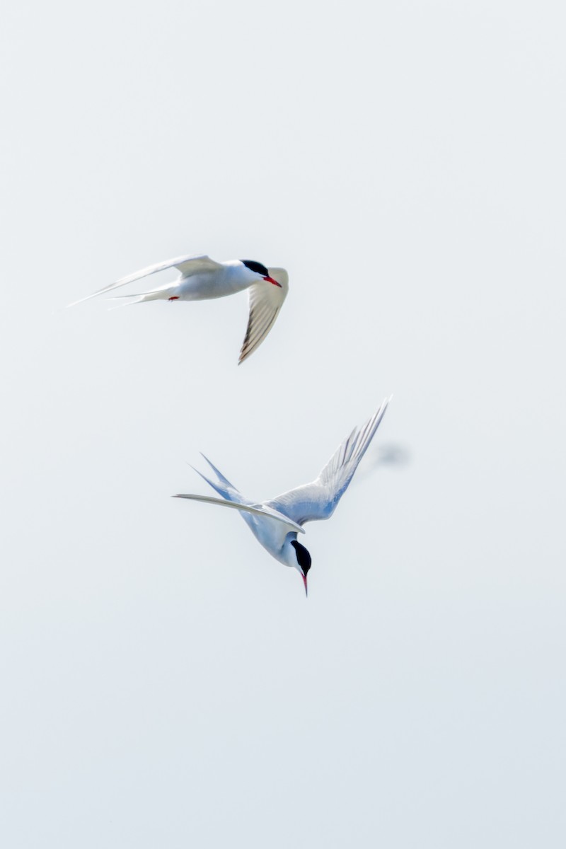 Common Tern - ML619839840