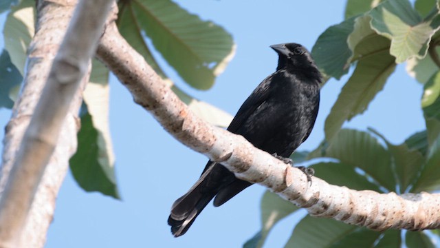 Chopi Blackbird - ML619839849