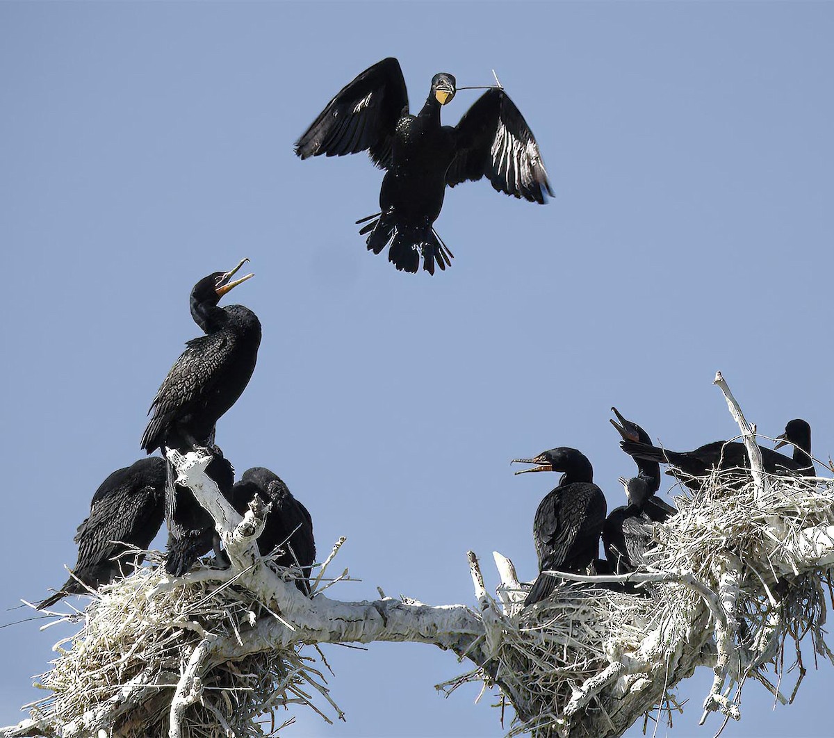 Double-crested Cormorant - ML619839857